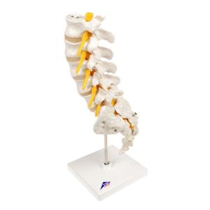 Lumbar Spinal Column