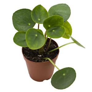 Chinese money plant