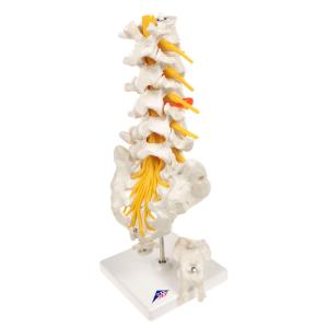 Lumbar Spinal Column