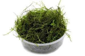 Java moss portion cup