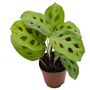 Maranta