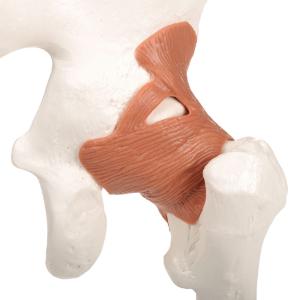 Functional Hip Joint