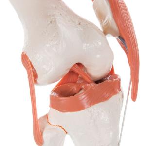 Functional Knee Joint