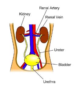 Science Take-Out® A Kidney Problem