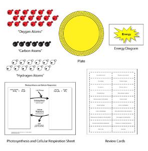 Science Take-Out® Modeling Photosynthesis And Cellular Respiration