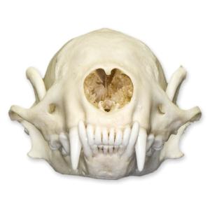 Natural Bone Striped Skunk Skull