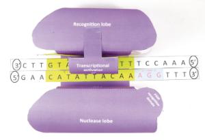 Model kit crispr