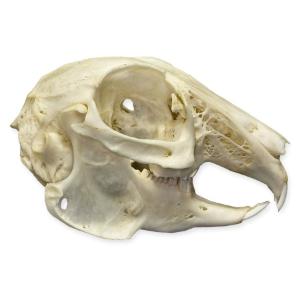 Natural Bone Cottontail Rabbit Skull