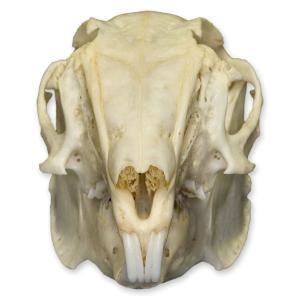 Natural Bone Cottontail Rabbit Skull