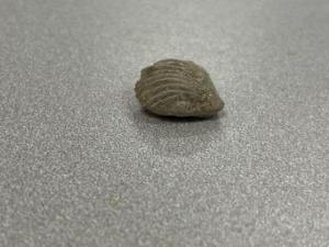 Brachipod shell