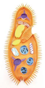 Model kit paramecium