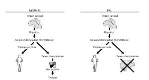 Science Take-Out® Testing For Genetic Disorders That Cause Brain Damage