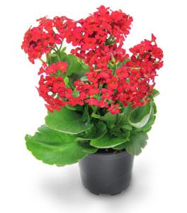 Kalanchoe