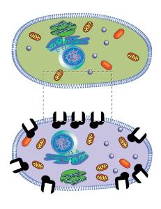 Science Take-Out® Cell Communication