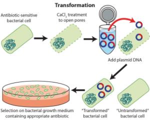 Science Take-Out® Genetic Engineering: Way To Grow