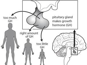 Science Take-Out® Genetic Engineering: Way To Grow