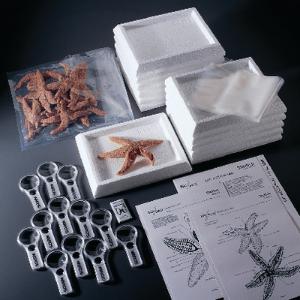 Ward's® Starfish Dissection Lab