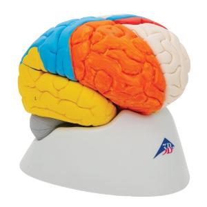 Model Neuro-Anatomical Brain, 8-Parts