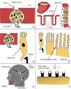 Science Take-Out® Taste Blind