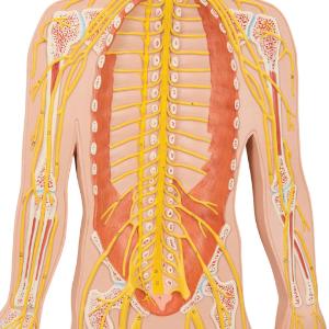 Model Nervous System