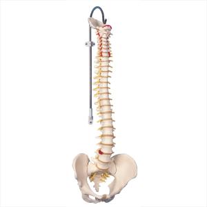 3B Scientific® Flexible Vertebral Column