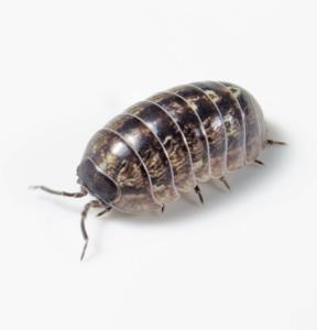 Beetle/Isopod