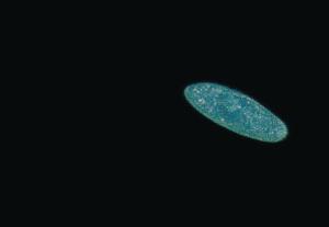 Paramecium