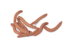 Mealworms