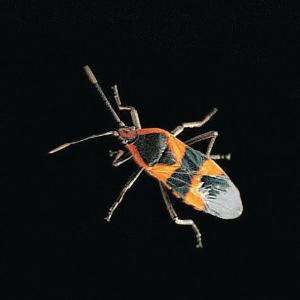 Milkweed Egg