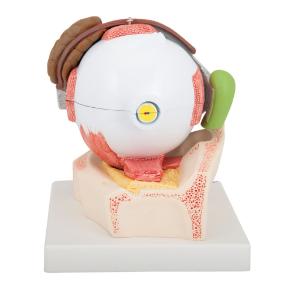 Model Giant Eye with Eyelid 5× Size