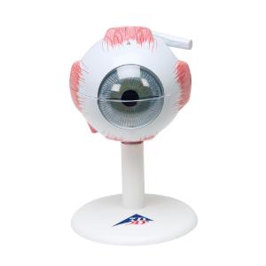 Model Eye 3× Size, 6-Parts