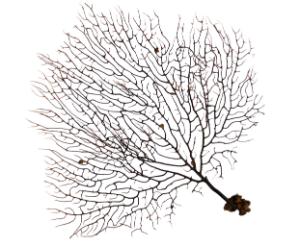 Sea Fan Coral, Dry