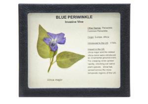 Invasive Species Survey Set, Blue Periwinkle