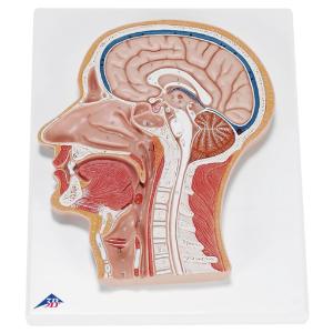 3B Scientific® Median Section Of The Head