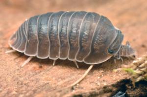 Little sea isopod