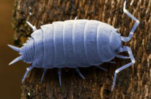 Powder blue isopod