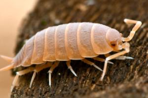 Powder orange isopod