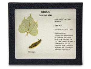 Invasive Species Survey Set, Kudzu