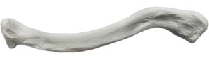 Eisco® Individual Bones, Appendicular