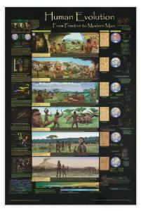 Human Evolution Poster