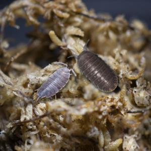 Little sea and powder blue isopods