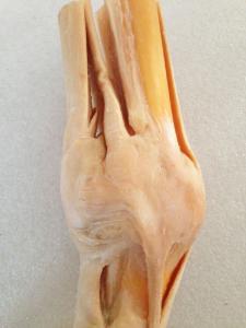 Plastinated Equine Limbs And Joints