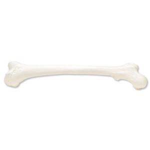 3B Scientific® Individual Bones