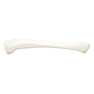 3B Scientific® Individual Bones