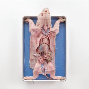 Ward's® Pure Preserved™ Fetal Pigs, Double Injected