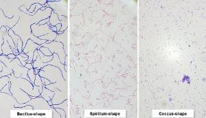 Typical eubacteria shapes - 3 individual smears