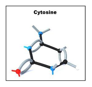 Organic Chemistry Molecular Model Set