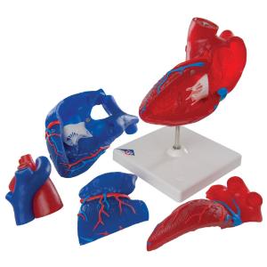 3B Scientific® Magnetic Heart Model