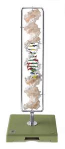 Somso® DNA Double Helix Model