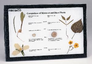 Monocot-Dicot Comparison Riker Mount